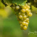 Burgenland-Wein-07.jpg