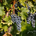 Burgenland-Wein-08.jpg