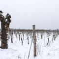 Burgenland-Wein-27.jpg